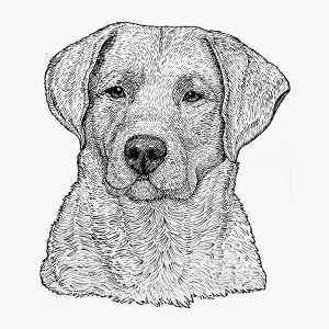 Chesapeake Bay Retriever2