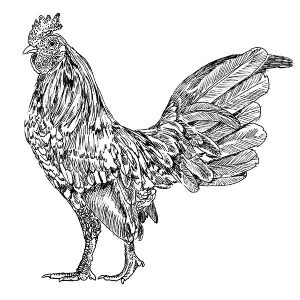 Chicken Blue Breasted Red