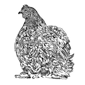 Chicken Cochin