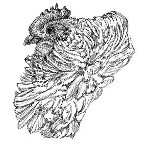 Chicken Frizzle