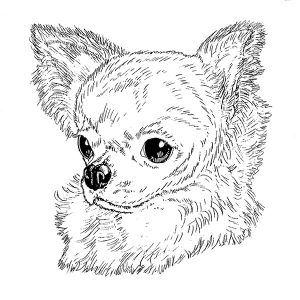 Chihuahua2