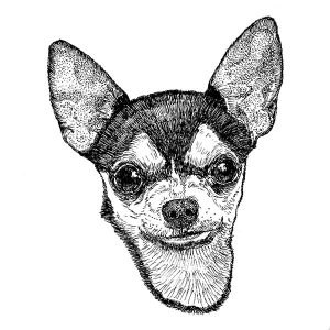 Chihuahua3