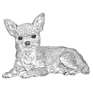 Chihuahua4