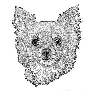Chihuahua5
