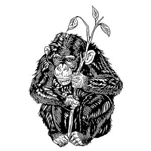 Chimpanzee