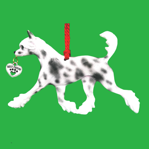 Chinese Crested