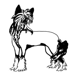 Chinese Crested Haireless1