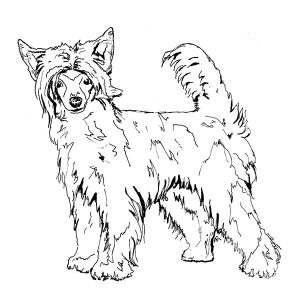 Chinese Crested2