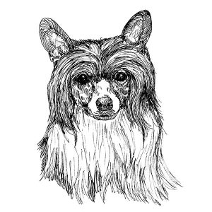 Chinese Crested3