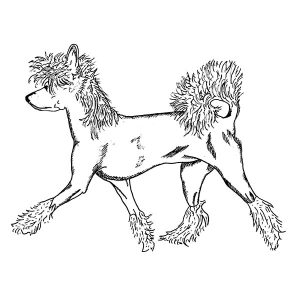 Chinese Crested4