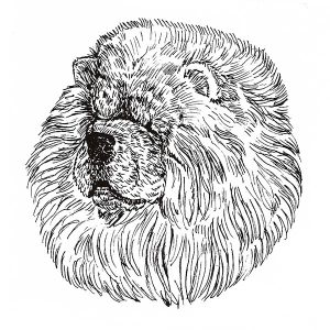 Chow Chow1