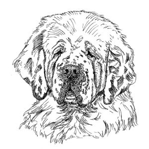 Clumber Spaniel1