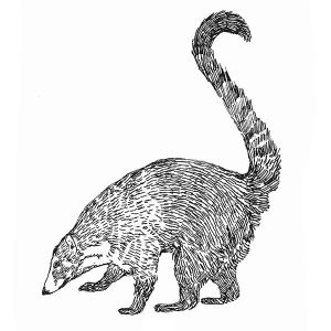 Coatomondi