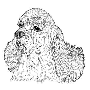 Cocker Spaniel1