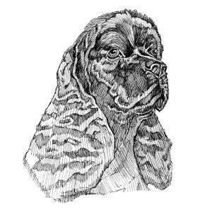 Cocker Spaniel2