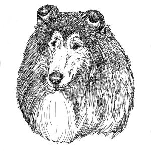 Collie1