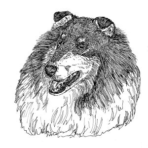 Collie2