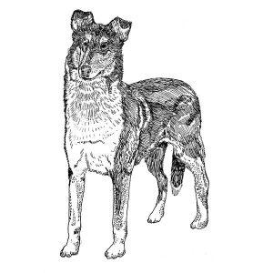 Collie3