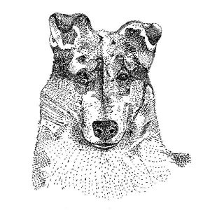 Collie4