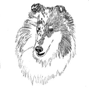 Collie5
