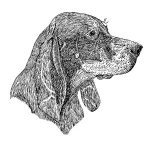Coonhound Black and Tan1