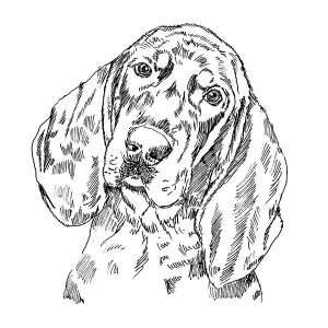 Coonhound Black and Tan2