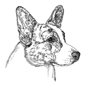 Corgi Welsh Cardigan1