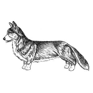 Corgi Welsh Cardigan2