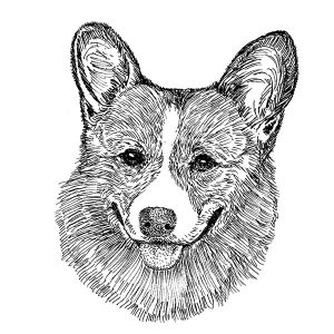 Corgi Welsh Pembroke1