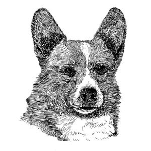 Corgi Welsh Pembroke2