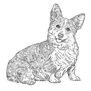 Corgi Welsh Pembroke3