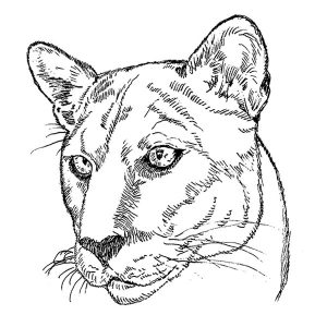 Cougar Cat
