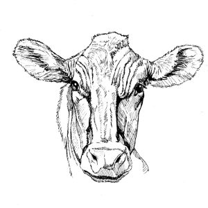 Cow
