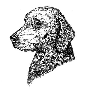Curly Coated Retriever1
