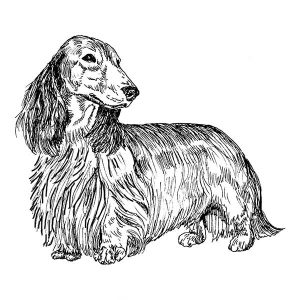 Dachshund Long1