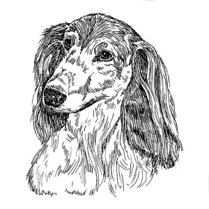 Dachshund Long2