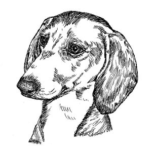 Dachshund Smooth1