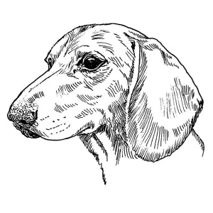Dachshund Smooth2