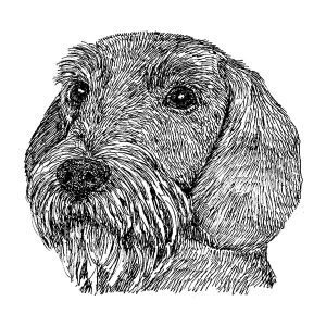 Dachshund Wire1