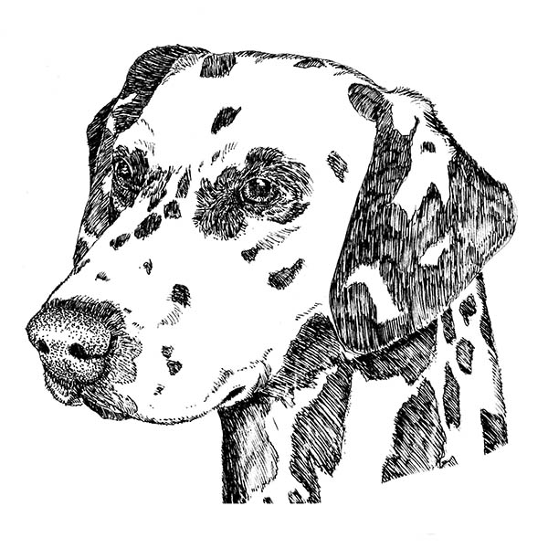 Dalmatian dog face line drawing used in hand-printed dog fabric by Hot Diggity Dog Fabrics