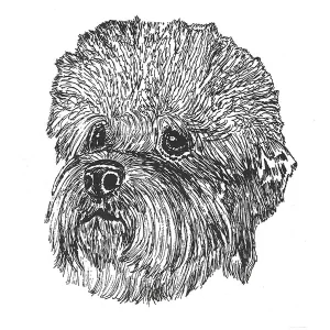 Dandi Dinmont Terrier1