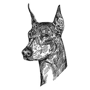 Doberman Pinscher1