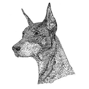 Doberman Pinscher2