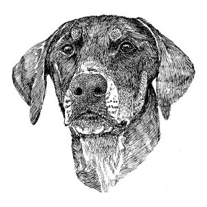 Doberman Pinscher3