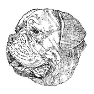 Dogue des Bordeaux1