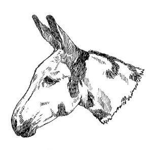 Donkey