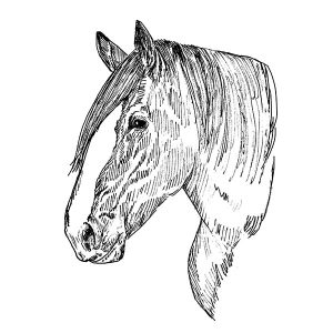 Draft Horse1