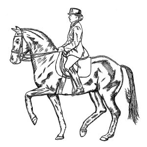Dressage Horse1