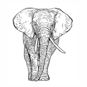 Elephant1