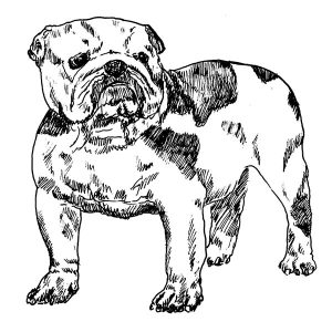English Bulldog2